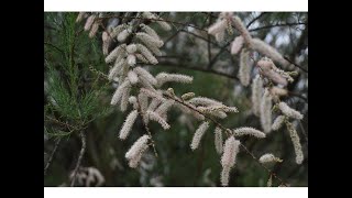 TARAY (Tamarix gallica)