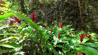 INSTA360 One X2 view of Wailua River and Fern Grotto Trip