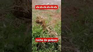 ruche de guêpes