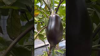 This Eggplant is perfect for steak recipe 【このナスはステーキのレシピにぴったりです】#eggplant#shorts