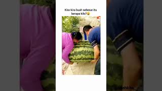 BUAH SEMANGKA SUPER JUMBO | KIRA-KIRA BERAPA KILO? #fruit #shorts