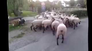 Nordevind Maya, 9 months, moving sheep