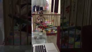 Petey is playing with daddy in the playpen - 8 months and 4 days old