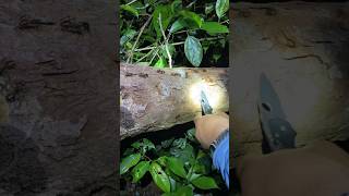 Gila ini semut kalau keroyokan bisa mati manusia⚠️‼️😩#shorts #video #jungle #animals