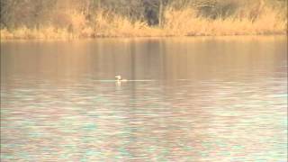 Plongeon à bec blanc (Gavia adamsii) au Lac du Der en Champagne (France 51/52) 1