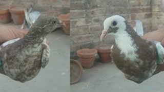 Baby pigeon shauk rattha dabba 2023 #MAsadBirds #baby #pigeon