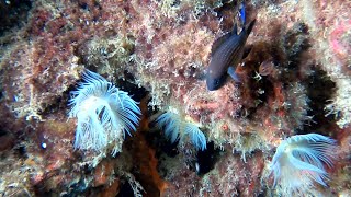 Notturna Posidonia 21 Agosto 2020