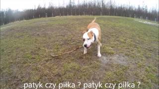 Amstaff - Zabawy w błocie