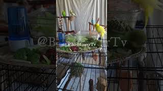 Smart and lovely little budgies #part-1