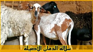 لخصو نعجات الدمان ضارة .. للبيع