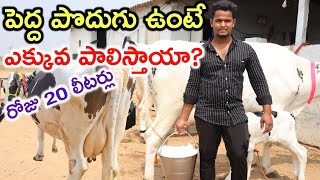 20 లీటర్ల పైనే Jai Durga bhavani dairy farm @MalleshAdla