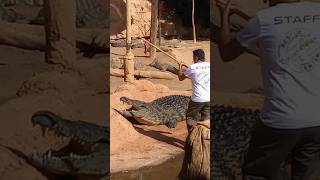 Los cocodrilos no quieren comer #shortvideo #animals