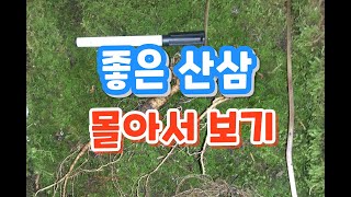 좋은 산삼 사진 모아서 보기