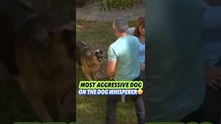 Aggressive Cesar Milan dog😳 #dogwhisperer #scary #angry #win #loose #showdown #fight #moments #bad