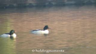 Goosanders Caldecotte Lake 30th November 2016