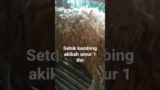 harga kambing akikah hari ini || ternak kambing #shorts