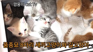 품종묘 8 마리 새끼고양이 와 길고양이