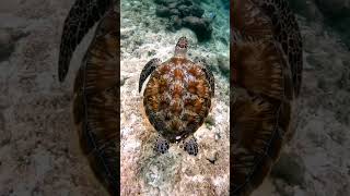 Movement of turtles#কচ্ছপ#turtles #sea #bluesea#underwater...⚓