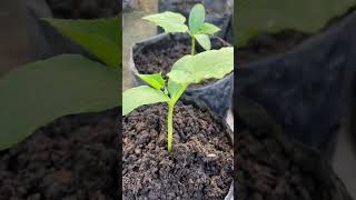 Finished transpalnting Cucumbers #plants #garden #harvest #cucumber #organic #horticulture