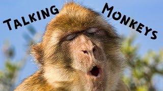 TALKING MONKEYS Part 1 - #china #chongqing #funnymonkeys #chinavlog #monkeyattack #monkeyyoyo