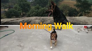 German shepherd (Bruno) with Corgi (Hunter) II Morning walk II