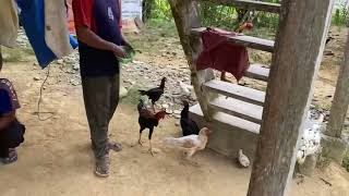 Beli Materi Baru Anakan Ayam Bangkok Klasik🐓