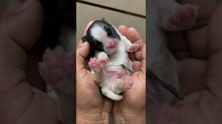 New born Shitzu puppy 🐶 ll 10 minutes old😍😀ll #cutebaby #pet #status #sauravjoshivlogs #animals