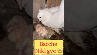 Bacche nikl gye 😍🥰ll #pet #kabootar #minivlog #ytshorts #birdslover #sauravjoshivlogs