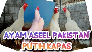 AYAM PUTIH KEREN ABIS