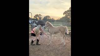 Sunset training---Jewels Taffy Kandy practicing her leg flexibility/leading