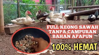 PAKAN FULL KEONG SAWAH ANTI DAMPAK NEGATIF