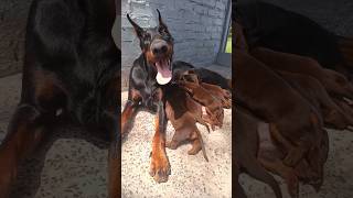 Dobermann europeu 🔥🇷🇺🇧🇷 🏅#doglover #dog #dogowner #doberman #puppy #cãodeguarda #music #dobermanlove