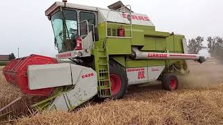 Żniwa 2021 ( Claas dominator 88s Case maxxum 5120)