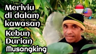 MERIVIU DI DALAM KAWASAN KEBUN DURIAN MUSANGKING