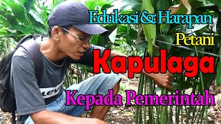 Edukasi Dan harapan petani Kapulaga kepada Pemerintah