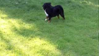 DARLING Cocker and Buddy Bernese.