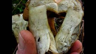 Suillus variegatus. Champimaginatis. English Text.