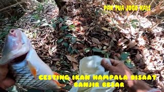 Spotnya Ikan Hampala mengerikan