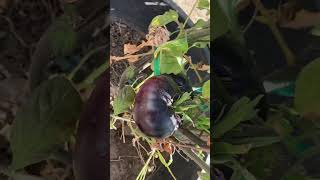 When is the Best Time  to Pick a Purple or Black Tomato?