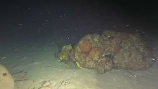 Playa Piskado  Night Dive, 1-14-24, Curacao