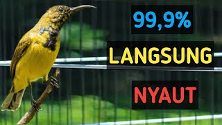 Pancingan SOGON ampuh 99,9% langsung nyaut, pancingan SOGON pasti nyaut