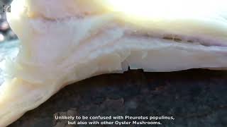 Pleurotus ostreatus. Champimaginatis. English Text.