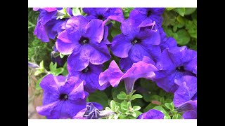 PETUNIAS (Petunia atkinsiana)