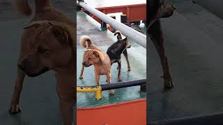 ada satpam nya anjing di kapal tugboat marina gaes galak pula #kapallaut #shortvideo