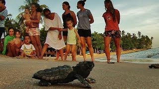 Solturas de tartarugas na Praia do Forte. Bahia. Brasil