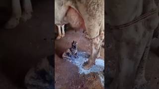 Cat Drinks Milk from a Cow, Then THIS Happens #shorts