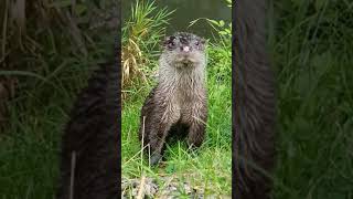 English Otter.