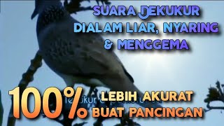 Suara dekukur dialam liar sangat akirat buat pancingan #dekukur #dekukurbetina #dekukurgacor