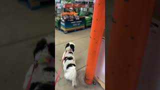 Trip to Home Depot #doglover #dog #bernedoodle #bestfriend #cute #cutedog #doglifeisgood #homedepot