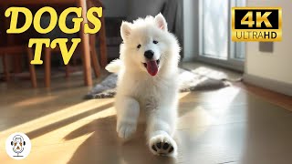 Soothing Music for Dogs to Calm Down, Relax & Sleep | Dog Music Therapy Calming Aid for Relaxation